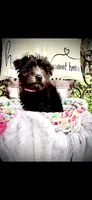 Belle, a female Miniature Schnauzer for sale in Murfreesboro, TN – 9 of 10