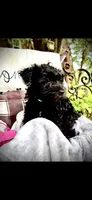 Phoebe, a female Miniature Schnauzer for sale in Murfreesboro, TN – 10 of 10