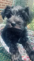 Belle, a female Miniature Schnauzer for sale in Murfreesboro, TN – 3 of 7