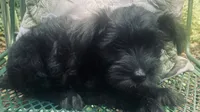Enzo, a male Miniature Schnauzer for sale in Murfreesboro, TN – 2 of 8