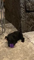 Phoebe, a female Miniature Schnauzer for sale in Murfreesboro, TN – 2 of 8