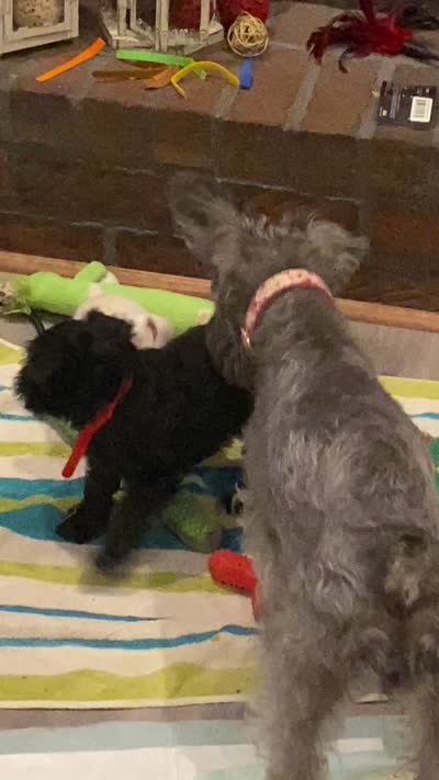 Enzo, a male Miniature Schnauzer for sale in Murfreesboro, TN – 8 of 8