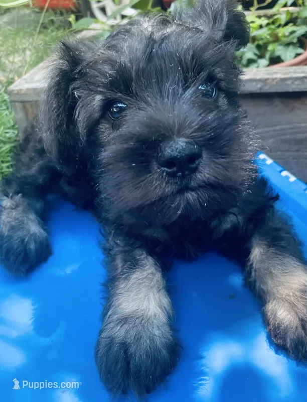 Milo – Miniature Schnauzer puppy for sale in Murfreesboro, TN