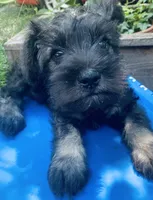 Milo, a male Miniature Schnauzer for sale in Murfreesboro, TN – 1 of 10