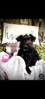 Phoebe, a female Miniature Schnauzer for sale in Murfreesboro, TN – 8 of 10