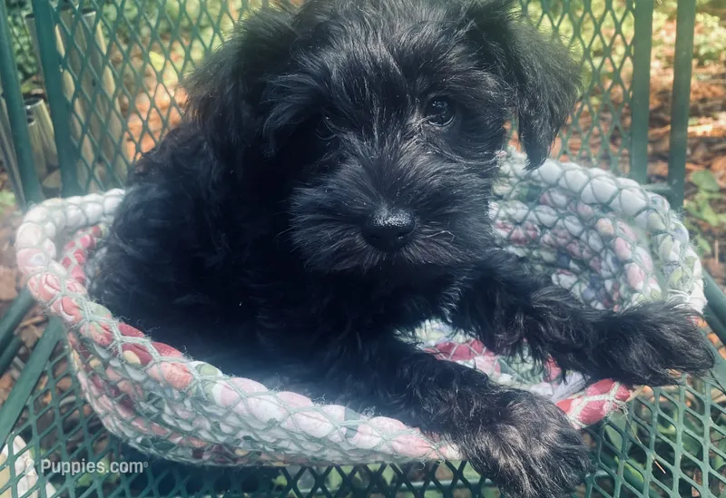 Belle – Miniature Schnauzer puppy for sale in Murfreesboro, TN