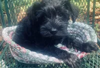 Belle, a female Miniature Schnauzer for sale in Murfreesboro, TN – 1 of 7