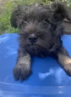 Milo, a male Miniature Schnauzer for sale in Murfreesboro, TN – 8 of 10