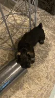 Phoebe, a female Miniature Schnauzer for sale in Murfreesboro, TN – 3 of 8