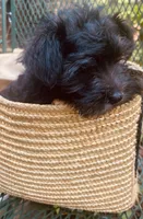 Phoebe, a female Miniature Schnauzer for sale in Murfreesboro, TN – 1 of 8