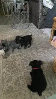 Milo, a male Miniature Schnauzer for sale in Murfreesboro, TN – 5 of 10