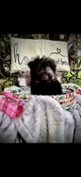 Belle, a female Miniature Schnauzer for sale in Murfreesboro, TN – 8 of 10