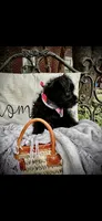 Enzo, a male Miniature Schnauzer for sale in Murfreesboro, TN – 7 of 10