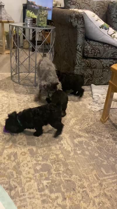 Enzo, a male Miniature Schnauzer for sale in Murfreesboro, TN – 7 of 8