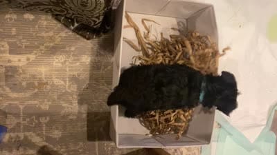 Milo, a male Miniature Schnauzer for sale in Murfreesboro, TN – 10 of 10