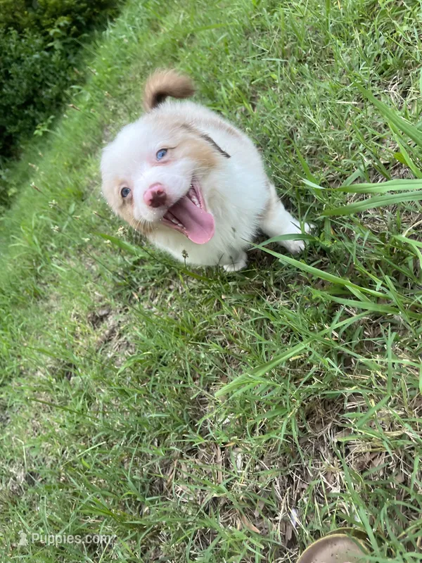 Rockey – Miniature Australian Shepherd puppy for sale in Archdale, NC