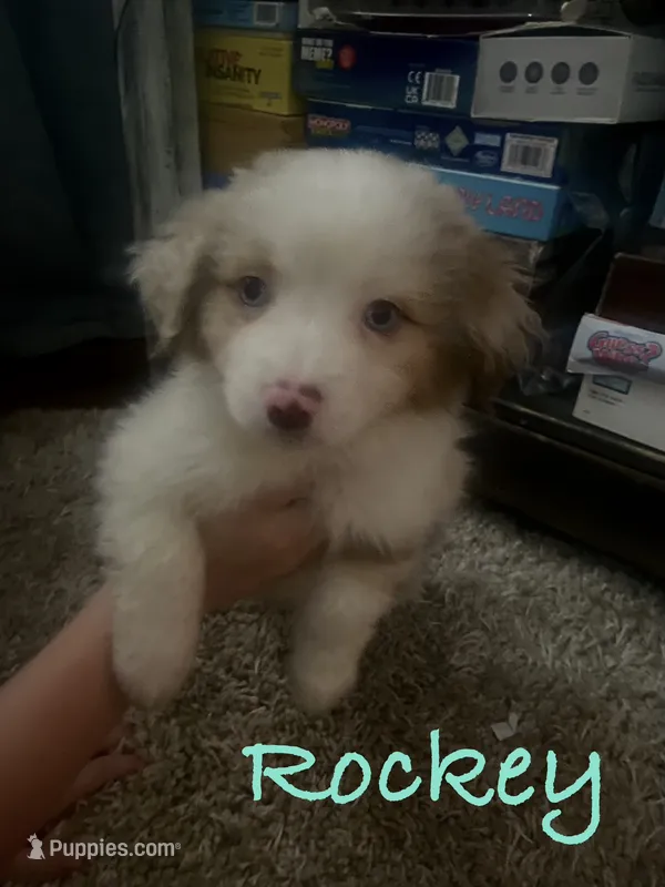Rockey – Miniature Australian Shepherd puppy for sale in Archdale, NC