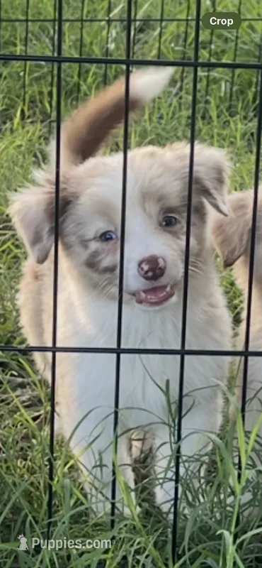 Honey – Miniature Australian Shepherd puppy for sale in Archdale, NC