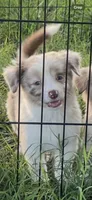 Honey, a female Miniature Australian Shepherd for sale in Archdale, NC – 1 of 1