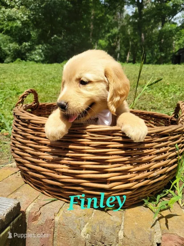 Finley  – Golden Retriever puppy for sale in Archdale, NC