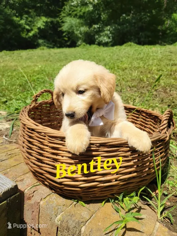 Bentley  – Golden Retriever puppy for sale in Archdale, NC