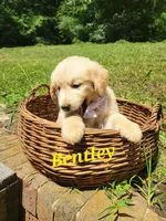 Bentley , a male Golden Retriever for sale in Archdale, NC – 1 of 2