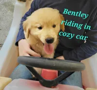Bentley , a male Golden Retriever for sale in Archdale, NC – 2 of 2