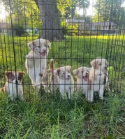 Finley, a male Miniature Australian Shepherd for sale in Archdale, NC – 2 of 2