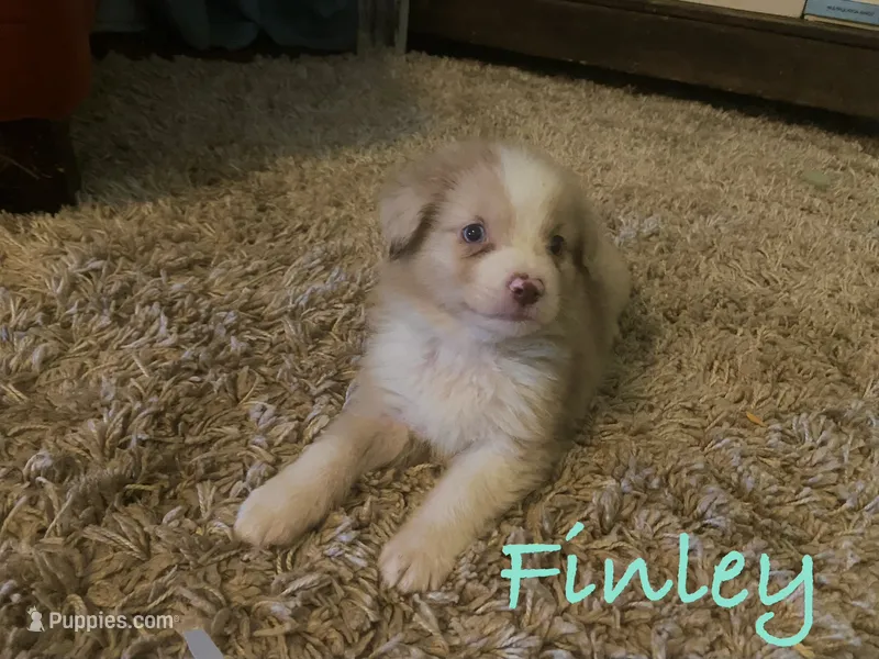Finley – Miniature Australian Shepherd puppy for sale in Archdale, NC