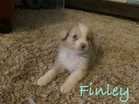 Finley, a male Miniature Australian Shepherd for sale in Archdale, NC – 1 of 2