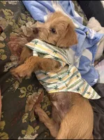 Canelo , a male Norfolk Terrier for sale in Los Angeles, CA – 1 of 3