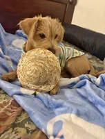 Canelo , a male Norfolk Terrier for sale in Los Angeles, CA – 2 of 3