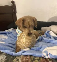 Canelo , a male Norfolk Terrier for sale in Los Angeles, CA – 3 of 3