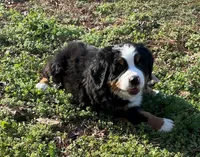 Max , a male Bernese Mountain Dog for sale in Westminster, SC – Photo 5 of 10
