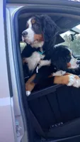 Max , a male Bernese Mountain Dog for sale in Westminster, SC – Photo 2 of 10