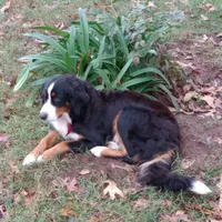 Max , a male Bernese Mountain Dog for sale in Westminster, SC – Photo 9 of 10