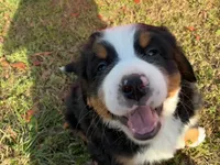 Max , a male Bernese Mountain Dog for sale in Westminster, SC – Photo 8 of 10