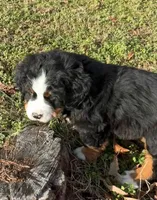 Max , a male Bernese Mountain Dog for sale in Westminster, SC – Photo 7 of 10