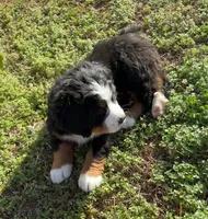 Max , a male Bernese Mountain Dog for sale in Westminster, SC – Photo 6 of 10