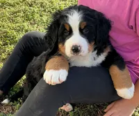Max , a male Bernese Mountain Dog for sale in Westminster, SC – Photo 4 of 10