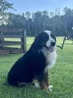 Max , a male Bernese Mountain Dog for sale in Westminster, SC – Photo 10 of 10