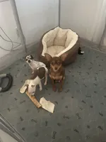 Mocha, a female Chihuahua for sale in Salinas, CA – Photo 2 of 2