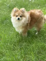 Jell-O, a male Pomeranian for sale in Santa Barbara, CA – Photo 4 of 7