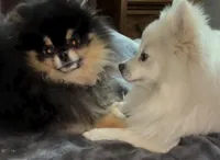 Jell-O, a male Pomeranian for sale in Santa Barbara, CA – Photo 7 of 7