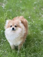 Jell-O, a male Pomeranian for sale in Santa Barbara, CA – Photo 3 of 7