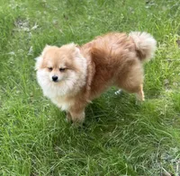 Jell-O, a male Pomeranian for sale in Santa Barbara, CA – Photo 5 of 7