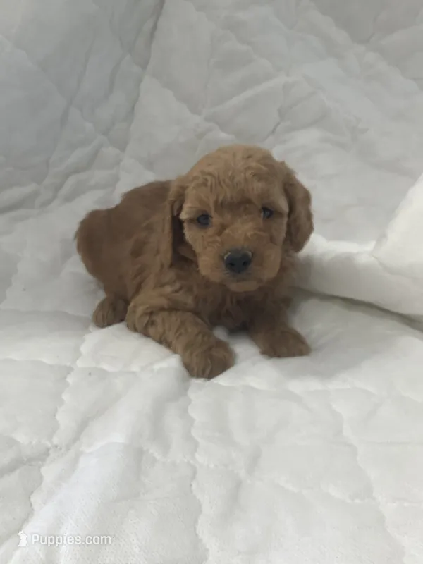 Baxter – Miniature Goldendoodle puppy for sale in Stanley, WI
