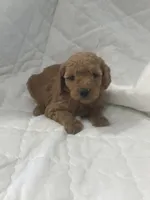 Baxter, a male Miniature Goldendoodle for sale in Stanley, WI – 1 of 3