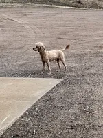 Mr George, a male Poodle - Miniature  for sale in Stanley, WI – 2 of 2