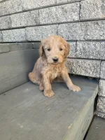 Buddy, a male Miniature Goldendoodle for sale in Stanley, WI – 2 of 3